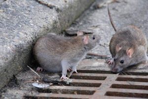 infestazione di topi